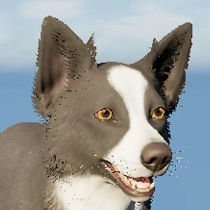 Border Collie