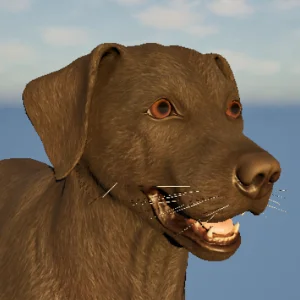 Labrador