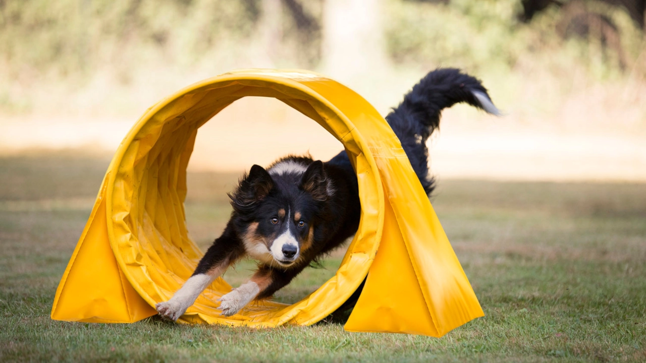 Agility Game — dog racing through an agility course